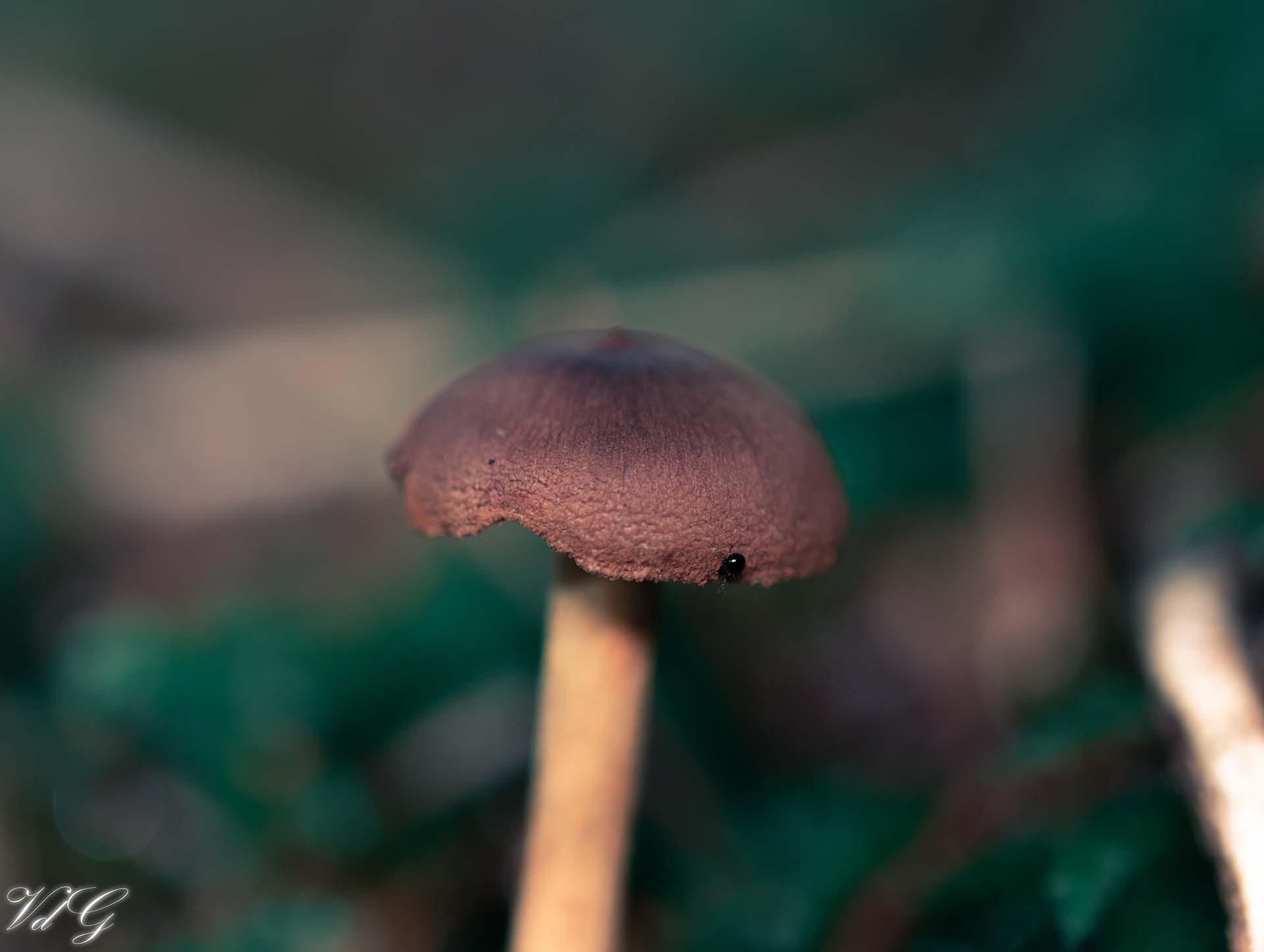 Macro Photography