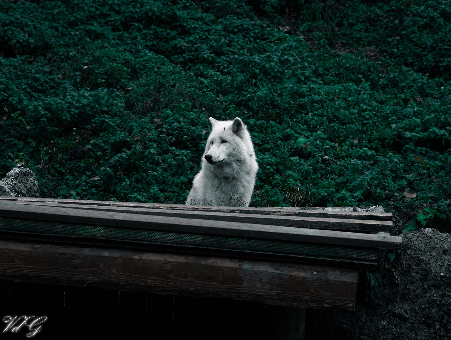 Animal Photography